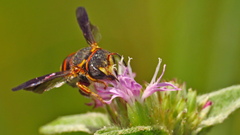 Anthidiellum perplexum