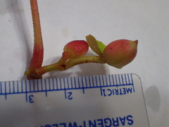 Ampelomyia vitiscoryloides