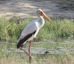 Mycteria ibis