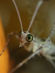 Myrmeleontidae