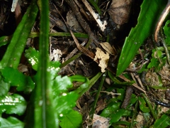 Asplenium amboinense