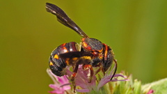 Anthidiellum perplexum