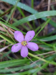 Sabatia campanulata