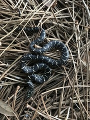 Lampropeltis nigra