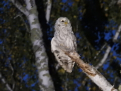 Strix uralensis