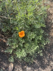 Eschscholzia