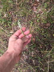 Spiranthes lacera gracilis