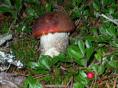 Leccinum manzanitae