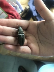 Chalcolepidius eschscholtzi