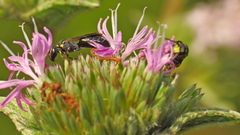 Hylaeus confluens