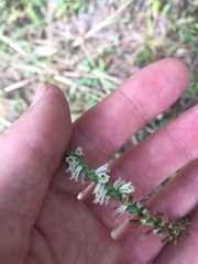 Spiranthes lacera gracilis