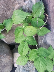 Aegopodium podagraria