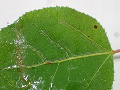 Phyllocnistis populiella