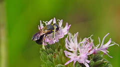 Hylaeus confluens
