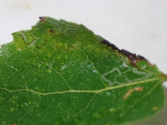 Phyllocnistis populiella