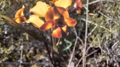 Diuris corymbosa