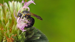 Hylaeus confluens