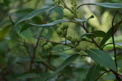 Pieris floribunda