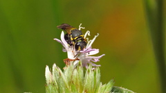 Hylaeus confluens