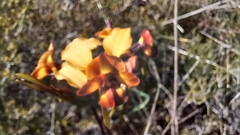 Diuris corymbosa