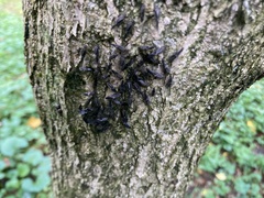 Cerastipsocus venosus