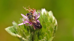 Hylaeus confluens