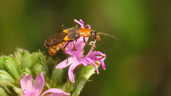 Belotus