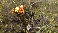 Diuris corymbosa