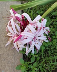 Crinum × amabile