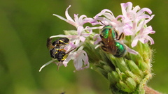 Hylaeus confluens