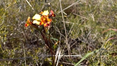 Diuris corymbosa