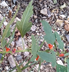 Sphaeralcea fendleri
