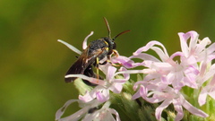 Hylaeus confluens