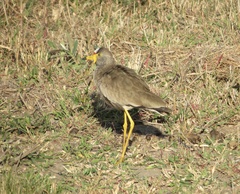 Vanellus senegallus lateralis