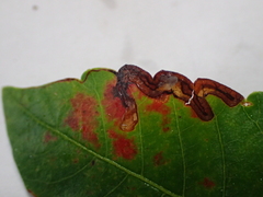 Stigmella intermedia