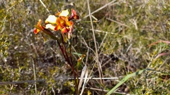 Diuris corymbosa