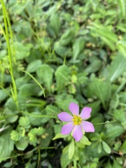 Sabatia calycina