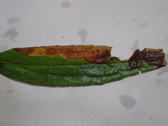 Nemorimyza posticata