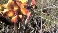 Diuris corymbosa