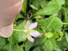 Sabatia calycina