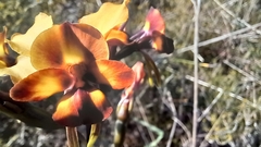 Diuris corymbosa