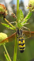 Dielis trifasciata
