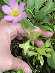 Sabatia calycina