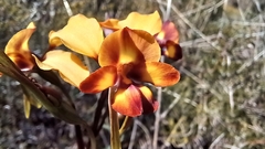 Diuris corymbosa