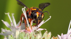 Anthidiellum perplexum