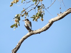 Halcyon chelicuti chelicuti