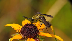 Lepidophora lepidocera