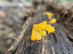 Dacrymyces chrysospermus