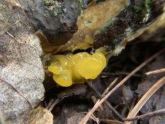 Dacrymyces chrysospermus