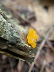 Dacrymyces chrysospermus